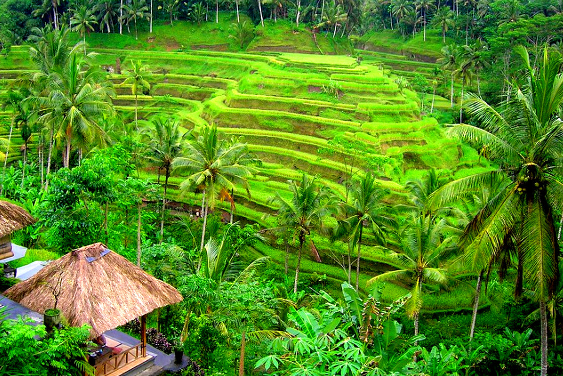 A Bali Morning that Changed Everything